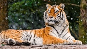 17. Сихотэ-Алинь. Россия