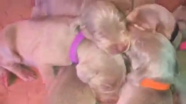 Rosa's litter of Silver Weimaraner puppies смотреть онлайн