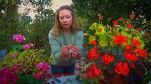 Посев семян пеларгоний, черенкование. Уход за пеларгонией!