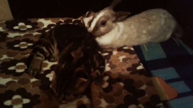 Мимимишки!!!! смотреть онлайн