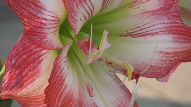 孤挺花 смотреть онлайн