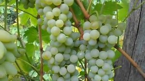 Сорт винограда Бианка.