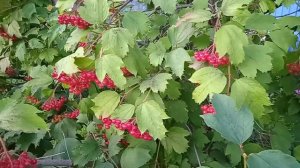 Калина красная обыкновенная как выращивать