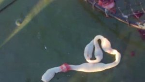 СЕЛИТЕР В РЫБЕ