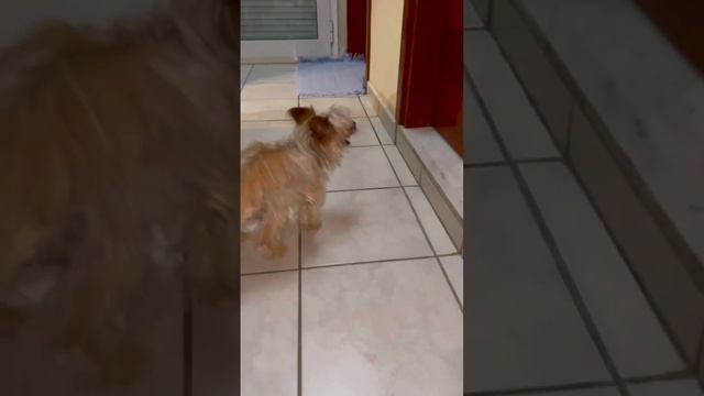 A dog that barks silently 😅 Собака который молча гавкает ￼