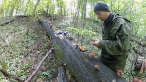 Как вырастить лесной гриб Shiitake - ШИИ-ТАКЕ экстенсивным способом на "буреломном" Грабе.