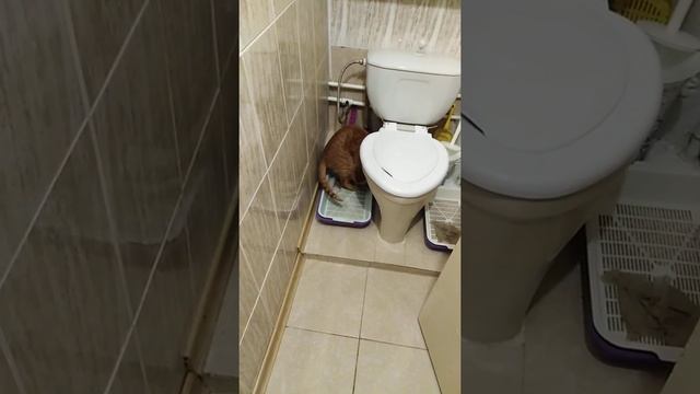 Кот оклемался после кастрации. смотреть онлайн