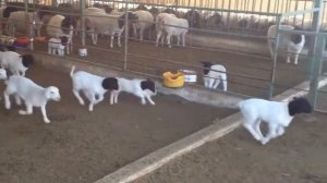 Продажа оптом из Австралии племенные овцы дорпер доставка в РФ