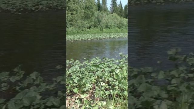 1374 Красота Тайга место Устье Даугли #дмитрийяков #тайга #рыбалка #fishing #hunting #выживалово