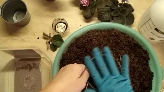 Самая простая перевалка деток фиалки. Ставим на фитиль. смотреть онлайн