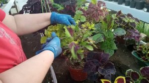 Самые легкие в размножении растения колеусы