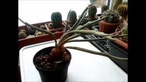 Астрофитум капут медуза