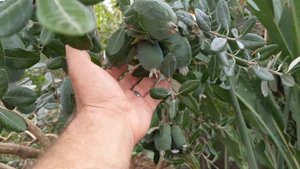 Одно из наших деревьев фейхоа. Сезон  2021. Our pineapple guava.