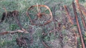 Надо ли подковывать лошадь?