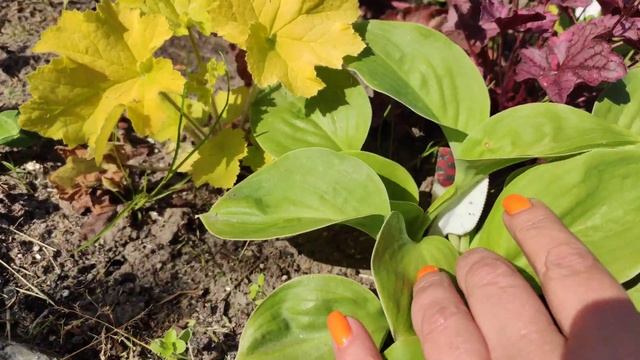 Обзор моих сеянцев хост (посев 2021г.) ...#hosta#хоста#изсемян#seedling#
