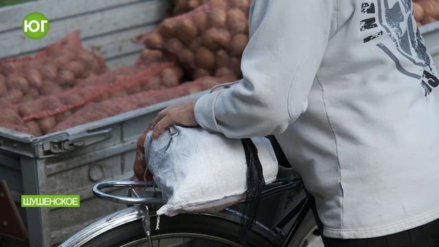 День картофеля