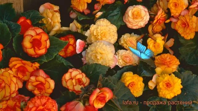 Бегония клубневой Сансет Шейдес (sunset shades) ? обзор: как сажать, семена бегонии Сансет Шейдес смотреть онлайн