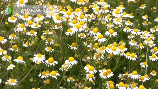 10 OUTDOOR PLANTS 🌷🌼 that are EASY TO CARE FOR