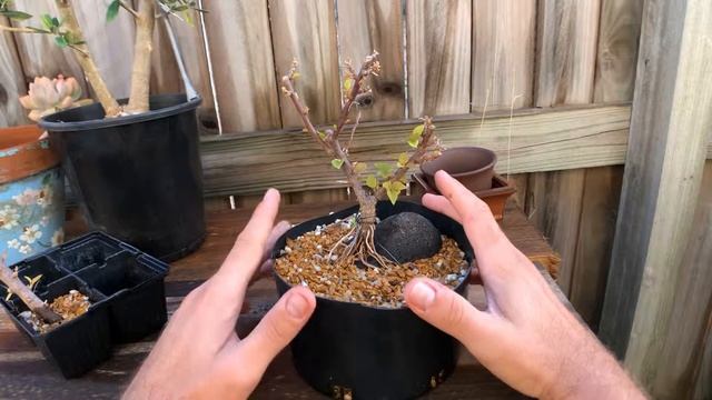 Bougainvillea root over rock Pink Pixie - summer 2019 update смотреть онлайн