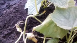 Огурец «Данила» и «Шпингалет»