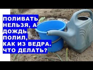 Поливать нельзя, а дождь льёт, как из ведра. Что делать?