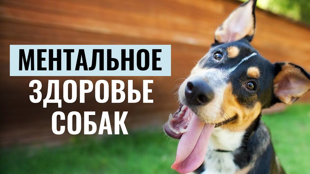 Из чего состоит МЕНТАЛЬНОЕ ЗДОРОВЬЕ СОБАКИ? Основы здоровой психики Псё