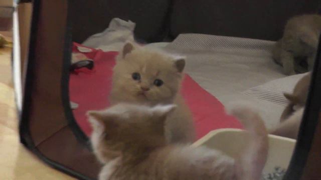 Рона и к... смотреть онлайн