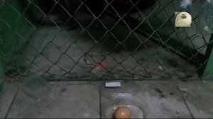 Крыса и яйцо