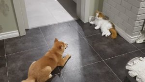 Сиба ину лает на игрушку. Shiba Inu barks at the toy.