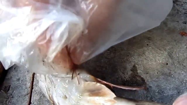 Паразиты в рыбе, опасные для человека. Зараженная рыба смотреть онлайн