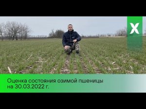 Озимая пшеница / Обследование полей