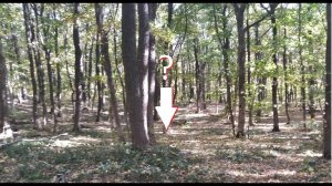 В парке Маршалково мы нашли ЭТО!!