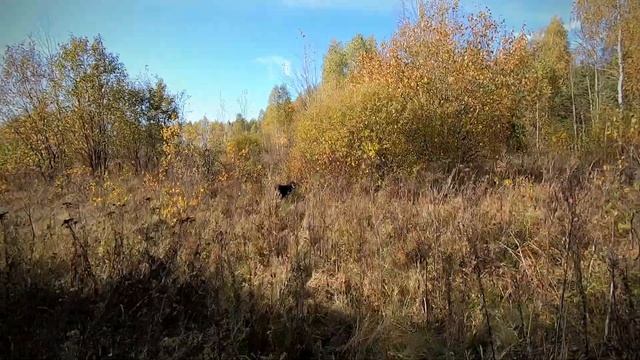 Охота с легавыми собаками на вальдшнепа и серую куропатку. Сезон 2022.