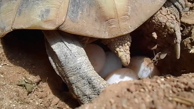 Enfouissement des Oeufs de Tortue d'hermann après la ponte смотреть онлайн