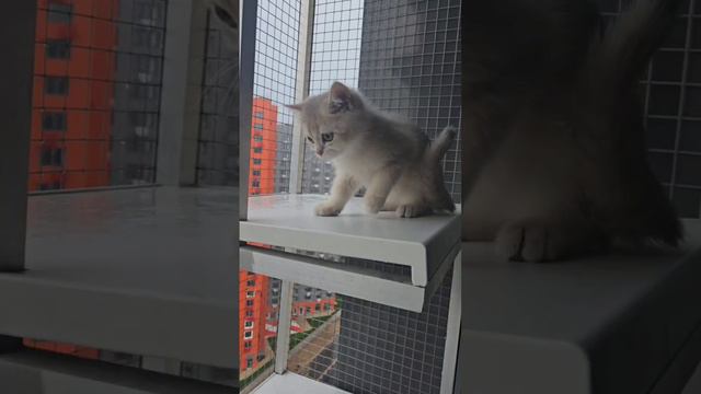 Британский котенок голубой золотой затушеванный. 4 месяца