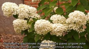 Гортензия Мэджикал Кэндл — описание, посадка и уход