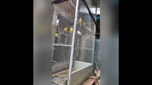 Гибридизация,канарейки 2022г