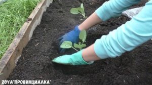 Высаживаю капусту/Рассада капусты/#деревня #огород#cabbage