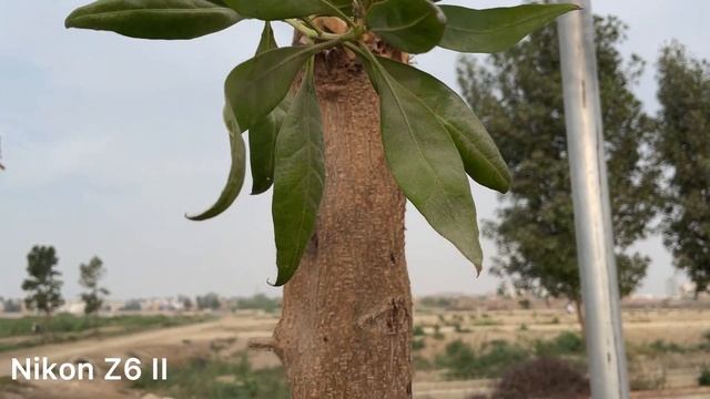 Nikon ZF vs Nikon Z6 II Camera Test смотреть онлайн