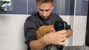 Сушим кота после стирки, кот боится фена