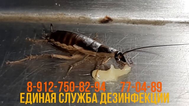 Обработка от тараканов гелем с гарантией! смотреть онлайн