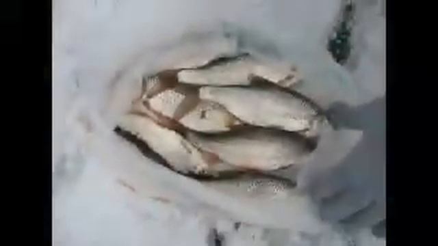 Отчеты о рыбалке рыбаков Актюбинского клуба смотреть онлайн