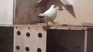 Бакинские голуби (Андрей Волгоград Россия) Pigeons de Bakou (Andrey Volgograd Russie)