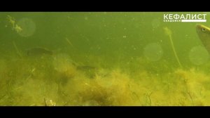 Черное море - кефаль. Подводные съёмка - повадки кефали