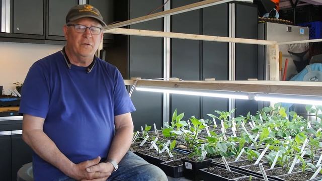 Planting & Fertilizing Dahlias смотреть онлайн