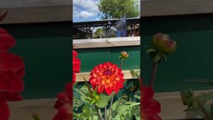 Георгины! Интересные Сорта с Названиями! Dahlia Varieties with Names ! London