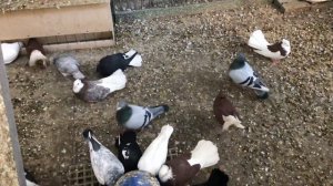 Брянские высоколетные голуби самцы 2020 Кудинов В.