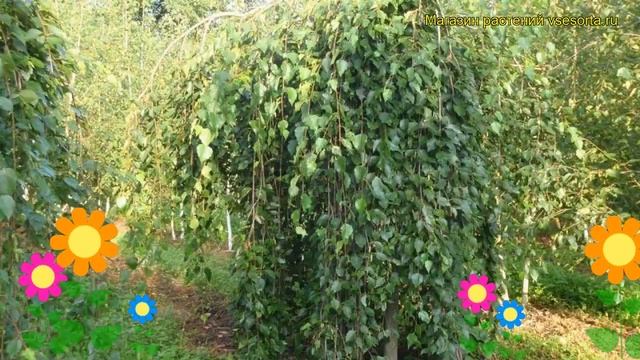Береза повислая Лонг Транк. Краткий обзор, описание характеристик betula pendula Long Trunk