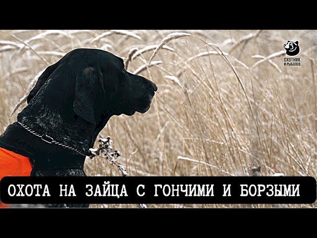 Охота на зайца с гончими и борзыми // Спутники охотника // Серия 4
