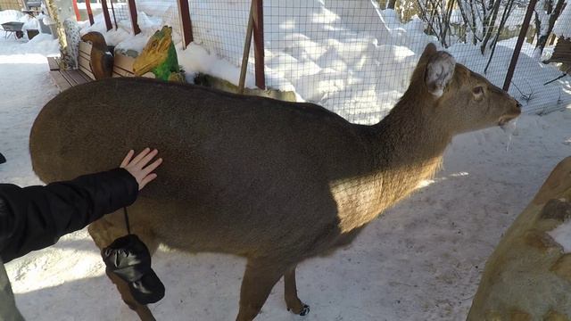 Самый трогательный зоопарк в Рузе. Олени. смотреть онлайн